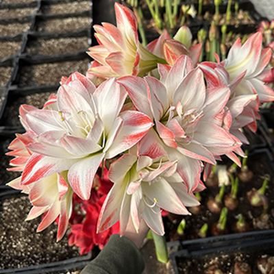 Cut flowers in December?